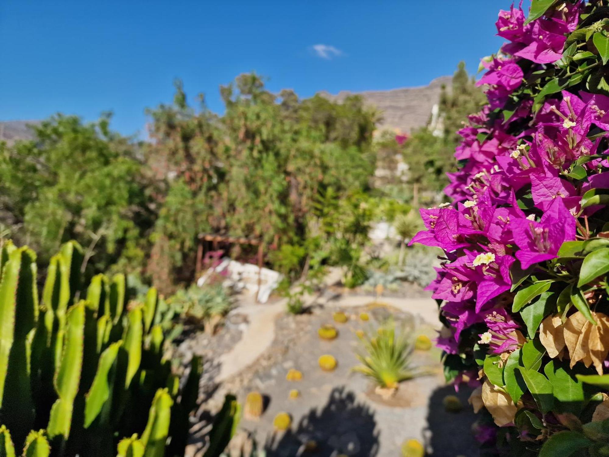 Villa Historica Casa Con Vistas Al Jardin De Cactus Y Montanas Mogán Esterno foto